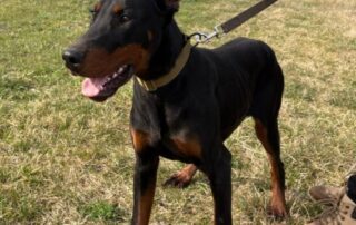 2026_Nordic-Strays-Zen_007