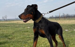 2026_Nordic-Strays-Zen_008