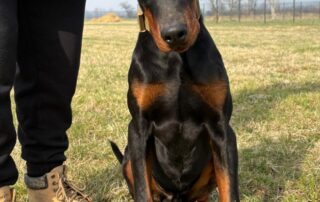 2026_Nordic-Strays-Zen_009