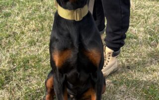 2026_Nordic-Strays-Zen_011