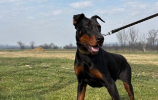 2026_Nordic-Strays-Zen_014