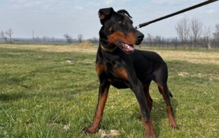 2026_Nordic-Strays-Zen_015